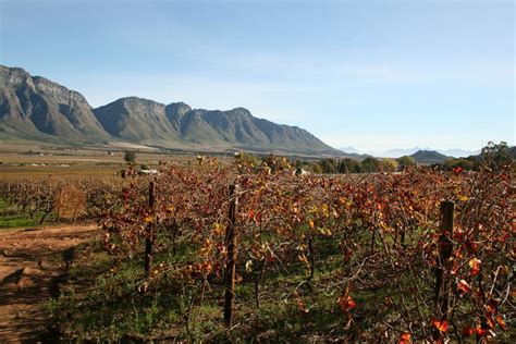 Rawsonville Wines, Western Cape, South Africa