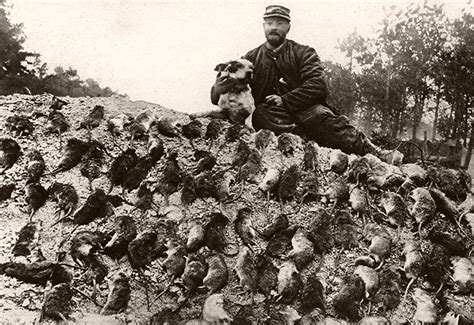 Vintage: Trench Rats Killed by Terriers During World War I | MONOVISIONS - Black & White ...