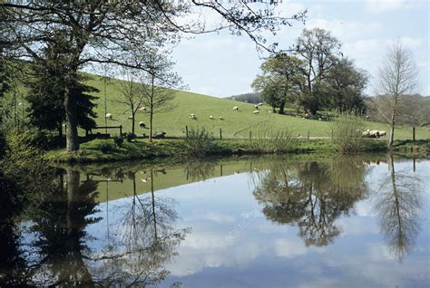 Bodenham Arboretum - Stock Image - B630/0147 - Science Photo Library