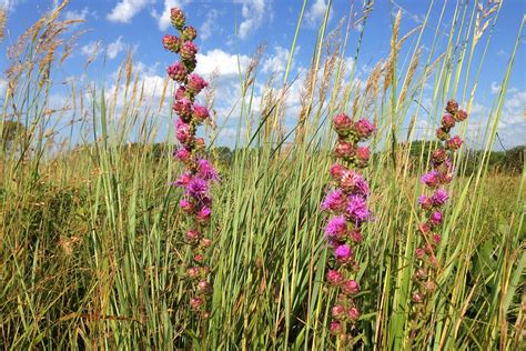 ONCE UPON A PRAIRIE: NORTH AMERICA'S LARGEST ECOSYSTEM, with BRAD GUHR, DYCK ARBORETUM OF THE PL