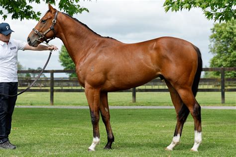 | Ready to Run Sale | New Zealand Bloodstock | Thoroughbred Auction House