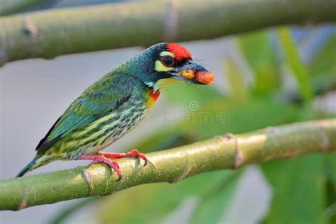 Coppersmith Barbet Flying Out from Its Nest Stock Photo - Image of ...