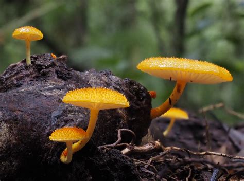 Rainforest Biodiversity: 5 easy species Part 4 – Fungi – Paluma – our ...