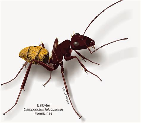 - Ants of Southern Africa -: Large Camponotus sp: very large Sugar ants