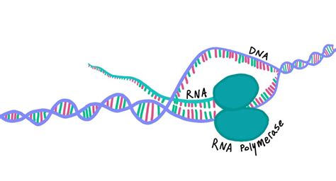 eRNAs Are Required for p53-Dependent Enhancer Activity and Gene Transcription | RNA Journal Club