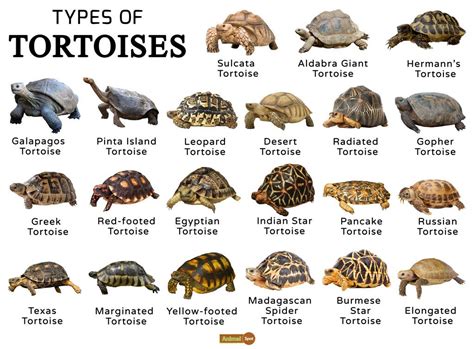 Tortoise Facts, Types, Classification, Habitat, Lifespan, Diet | Pet ...