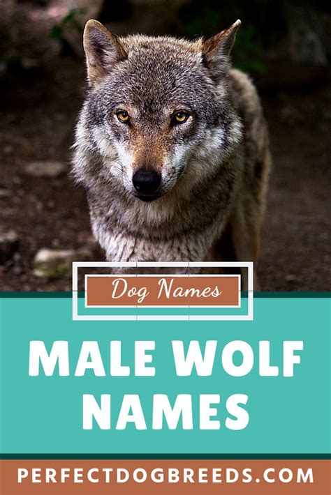 Male Wolf Names | Dog names, Wolf name, Dog names male