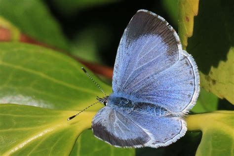 Holly Blue - celastrina argiolus Big Butterfly, Butterfly Photos, Types Of Butterflies, Holly ...