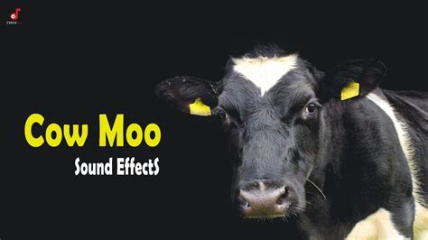 Cow Moo Sound Effects - YouTube