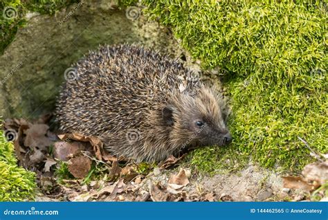 Hedgehog in Natural Woodland Habitat, Emerging from Hibernation in Springtime Stock Image ...