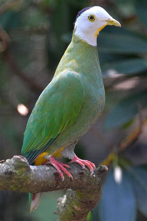 Black-naped Fruit-dove (Ptilinopus melanospila) | Nature birds, Exotic ...