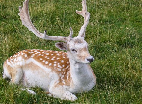 Wild Fallow Deer in Dunham Park - Ed O'Keeffe Photography