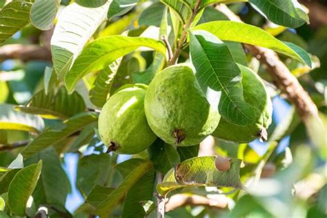 VNR Guava Farming: Cultivation Practices and Production Management