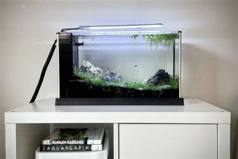 Fluval Spec V Review 2024: Best 5 Gallon Tank