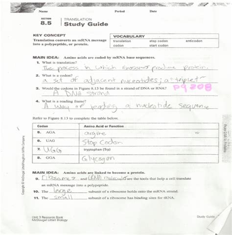 50 Dna Transcription And Translation Worksheet