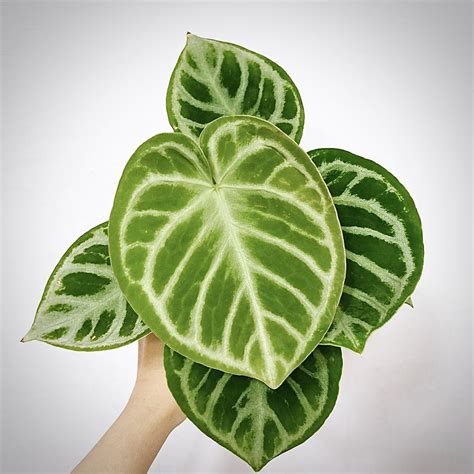 Anthurium Dorayaki For Sale, Buy Anthurium Dorayaki Plant Online