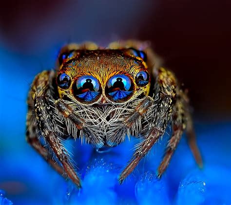 Amazing Spider, cool, insect, HD wallpaper | Peakpx