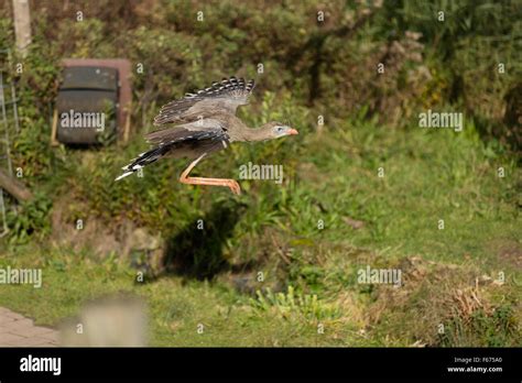 Secretary bird flying hi-res stock photography and images - Alamy