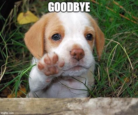 Goodbye Animal Meme