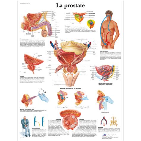 La prostate - 4006783 - 3B Scientific - VR2528UU - Urinary system ...