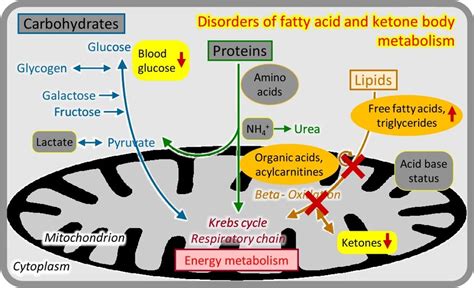 Disorders of fatty acid and ketone body metabolism. | Download Scientific Diagram