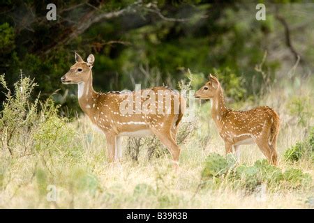 Axis Deer fawn Stock Photo - Alamy