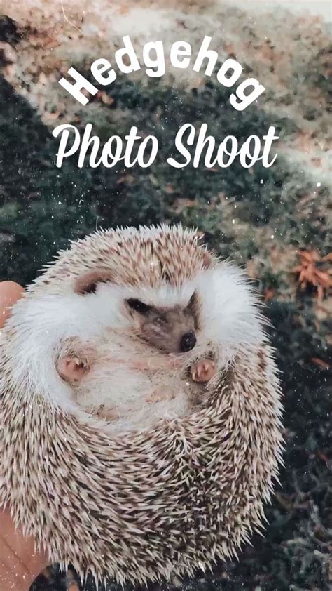 Hedgehog Photo Shoot! | Pinterest