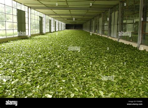 Assam tea factory hi-res stock photography and images - Alamy