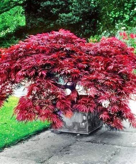 Crimson Queen Japanese Maple — Affordable Trees