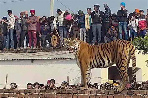 Uttar Pradesh | Tigress strays into Uttar Pradesh village, draws huge crowd of onlookers before ...