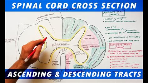 Spinal Cord Anatomy Tracts