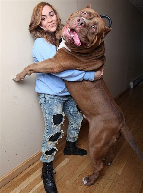 Meet Pit Bull Hulk – The Largest Pit Bull Ever | Bored Panda