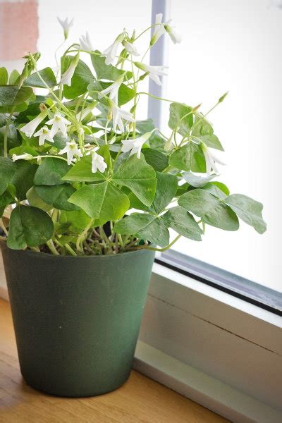 Shamrock Plant Care: How to Grow Happy-Go-Lucky Oxalis Indoors