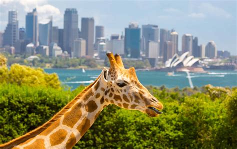 Taronga Zoo Giraffes - Tourist Pass