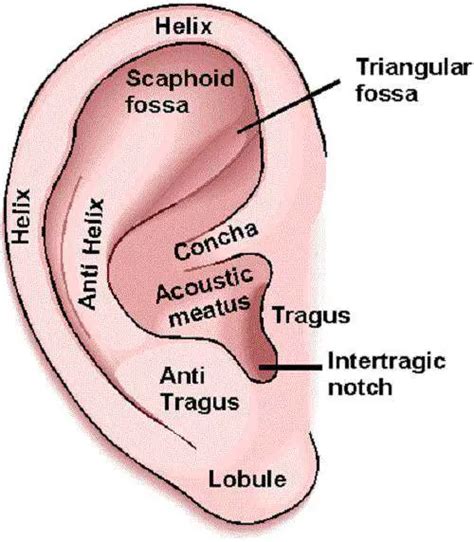 Outer ear diagram