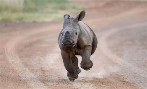 How Fast Can a Rhino Run? It's the Fastest Mammal Weighing Over a Ton