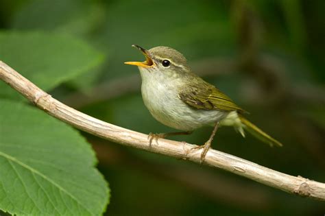 Isolated in the Izu Islands - Wild Watch | Japan Nature Guides