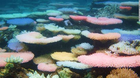 Glowing coral reefs are striving to recover from bleaching, study says - CNN