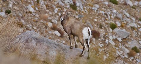 Sierra Nevada Bighorn Sheep in Yosemite National Park - Yosemite National Park (U.S. National ...