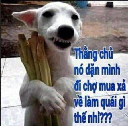 Tổng hợp ảnh vui nhộn chó mèo và các loại động vật khác