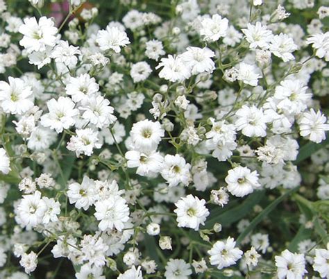 Baby's Breath Gypsophila Elegans Seeds