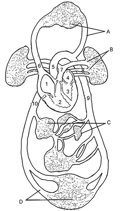 Circulatory System Diagram Without Labels