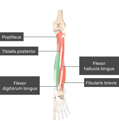 flexor digitorum brevis origin and insertion - Captions Graphic