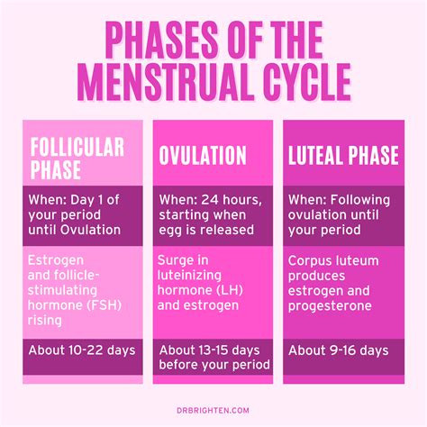 Menstrual Cycle Phases