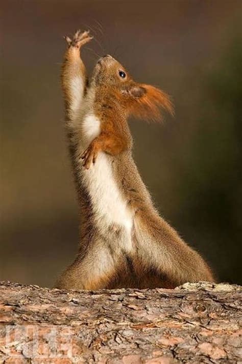 40 All Time Funny Pictures of Dancing Animals