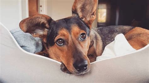 Dachshund German Shepherd Mix - Welcome To The Sausage Dog World