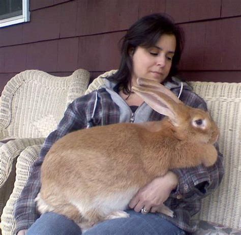 Continental Giant rabbit - Alchetron, the free social encyclopedia