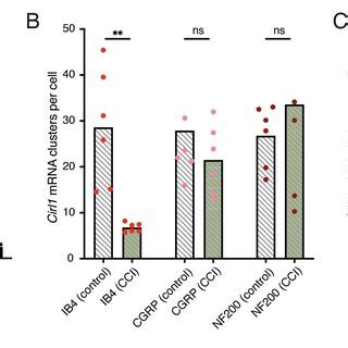 Neuropathy-induced mechanical allodynia correlates with decreased Cirl1... | Download Scientific ...