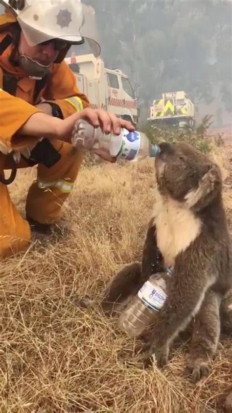 Australia wildfires: Animals in peril across the country