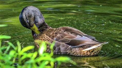 Shubenacadie Provincial Wildlife Park Nova Scotia Canada Photograph by Paul James Bannerman ...